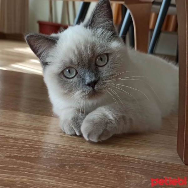 British Shorthair, Kedi  Eva fotoğrafı
