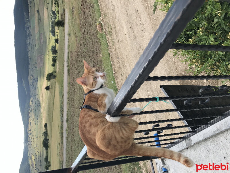 Tekir Kedi, Kedi  ASO fotoğrafı