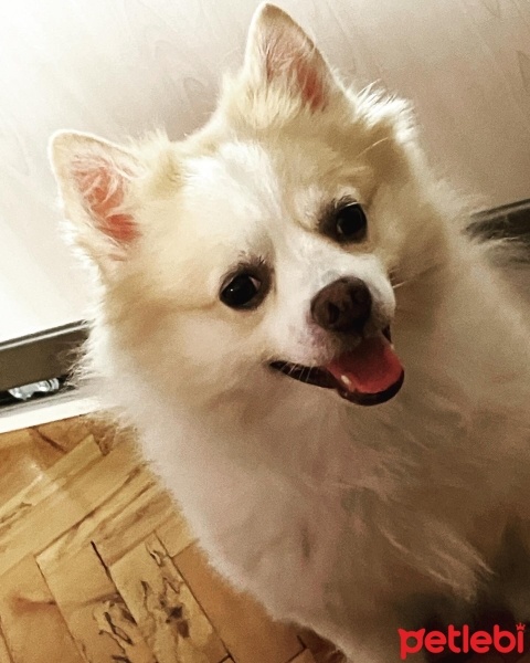 Pomeranyalı, Köpek  Limon fotoğrafı
