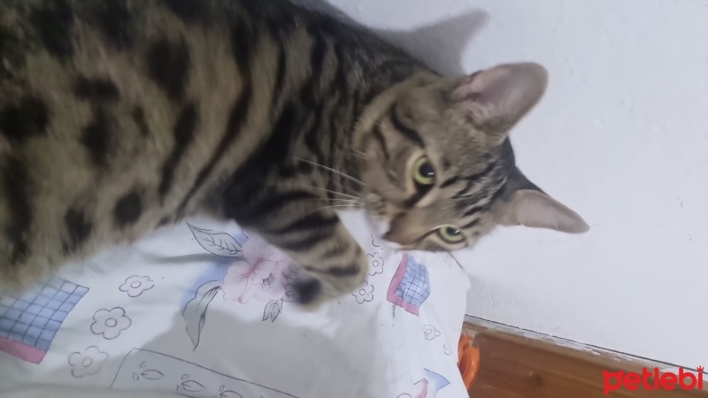 Tekir Kedi, Kedi  Duman fotoğrafı