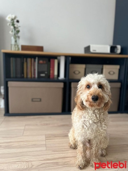 Poodle (Minyatür Kaniş), Köpek  Robin fotoğrafı