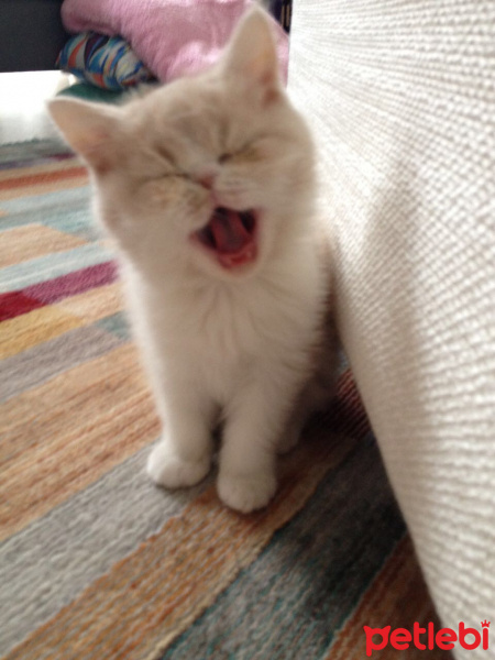 Exotic Shorthair, Kedi  Ceku fotoğrafı