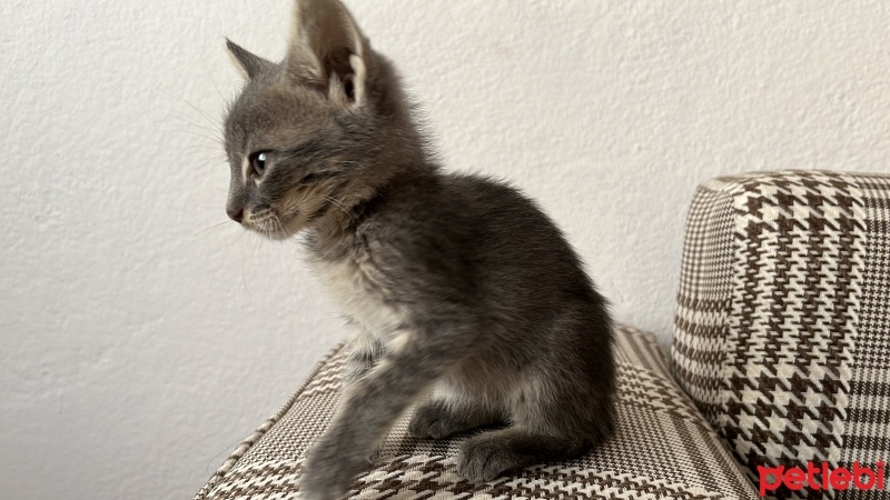 Tekir Kedi, Kedi  Sakız fotoğrafı
