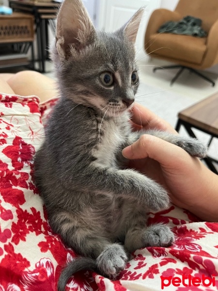Tekir Kedi, Kedi  Sakız fotoğrafı