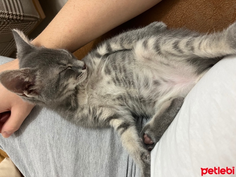 Tekir Kedi, Kedi  Sakız fotoğrafı