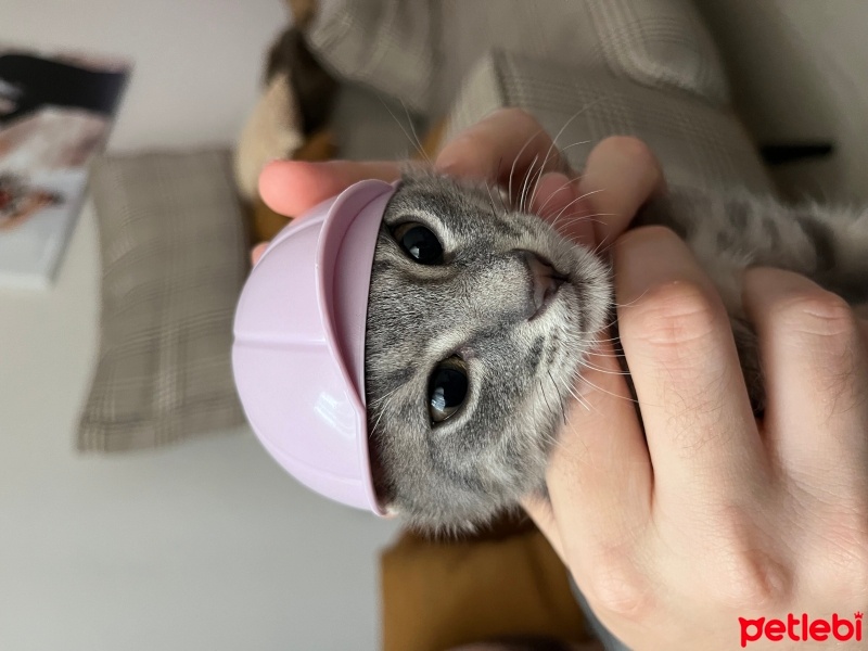 Tekir Kedi, Kedi  Sakız fotoğrafı