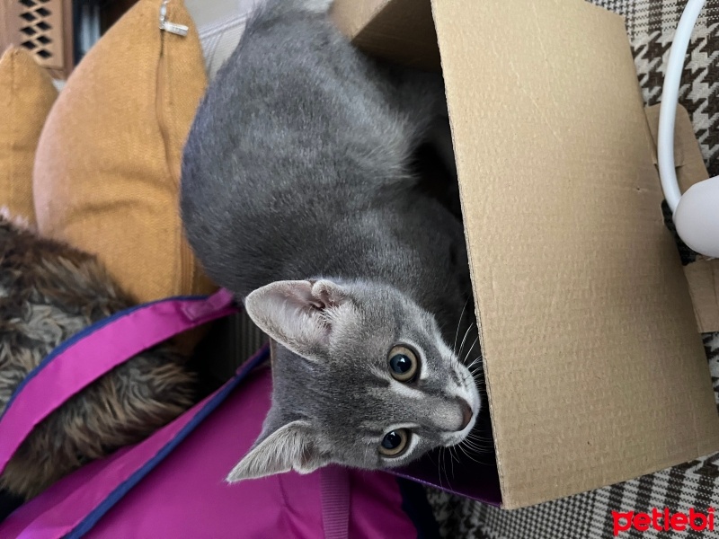 Tekir Kedi, Kedi  Sakız fotoğrafı