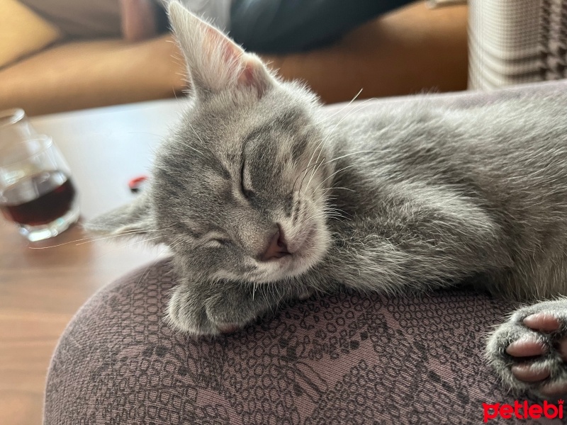 Tekir Kedi, Kedi  Sakız fotoğrafı