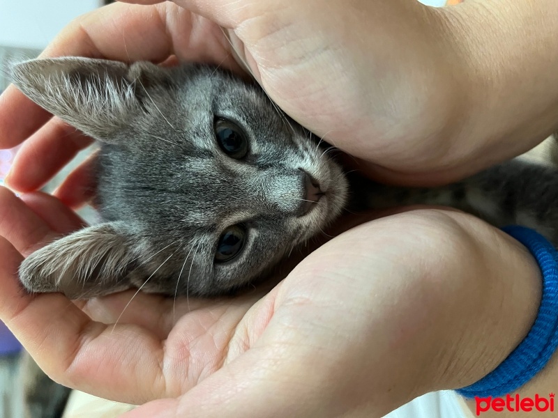 Tekir Kedi, Kedi  Sakız fotoğrafı