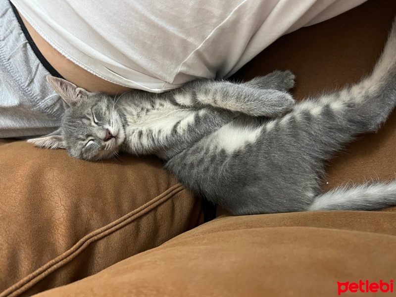 Tekir Kedi, Kedi  Sakız fotoğrafı