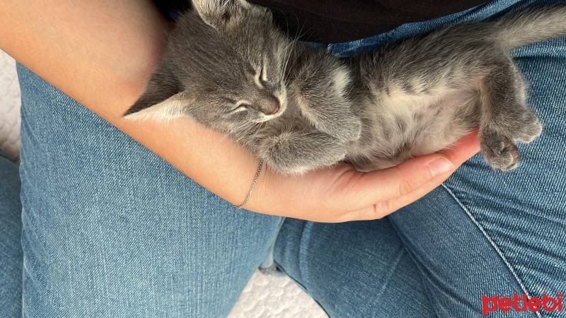 Tekir Kedi, Kedi  Sakız fotoğrafı