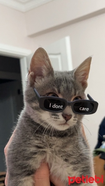 Tekir Kedi, Kedi  Sakız fotoğrafı