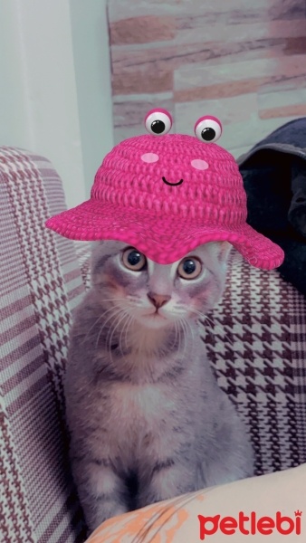Tekir Kedi, Kedi  Sakız fotoğrafı