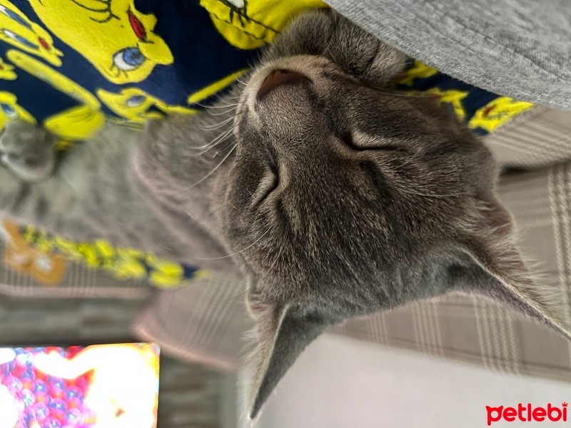 Tekir Kedi, Kedi  Sakız fotoğrafı