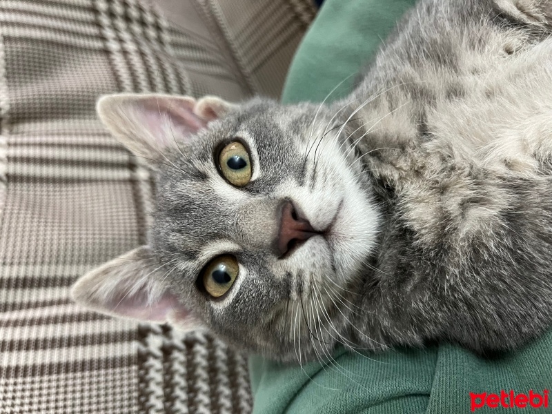 Tekir Kedi, Kedi  Sakız fotoğrafı