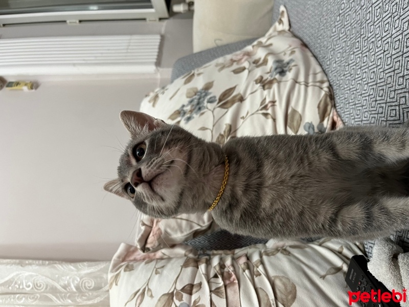 Tekir Kedi, Kedi  Sakız fotoğrafı