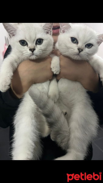 Scottish Fold, Kedi  Şila fotoğrafı
