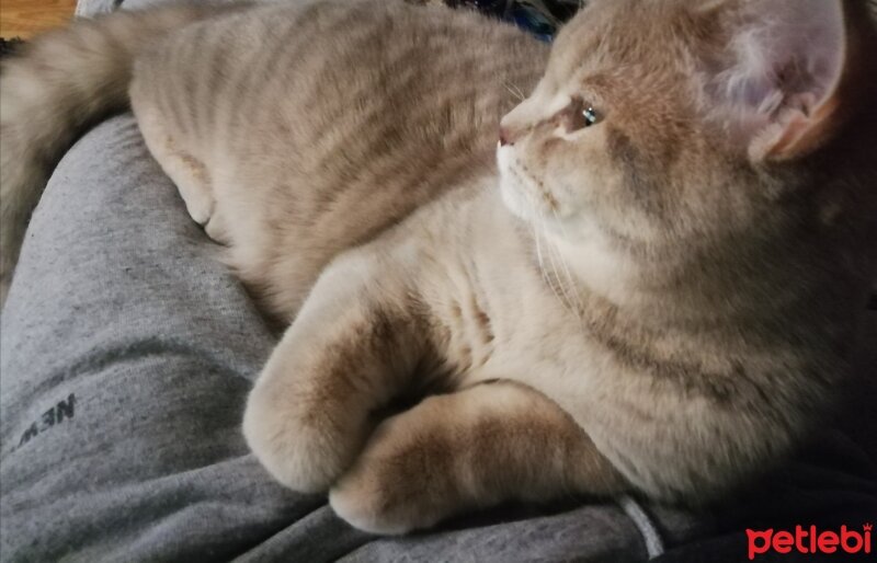 British Shorthair, Kedi  Cardish fotoğrafı