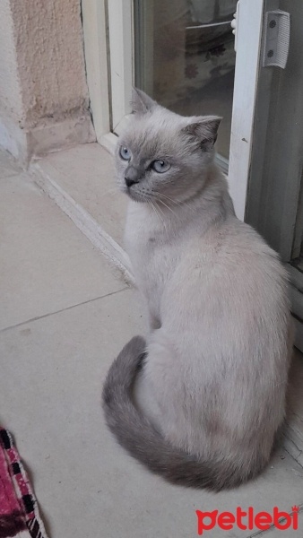 British Shorthair, Kedi  Şila fotoğrafı