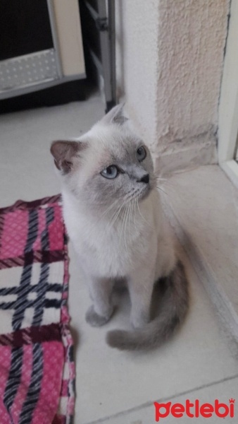 British Shorthair, Kedi  Şila fotoğrafı
