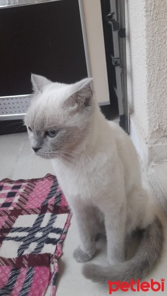 British Shorthair, Kedi  Şila fotoğrafı