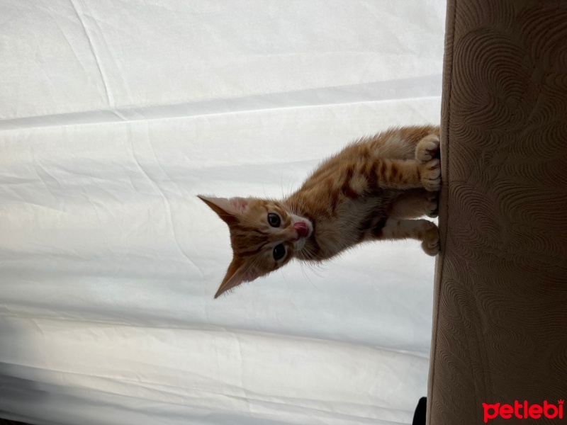 Sarman, Kedi  Tarçın fotoğrafı