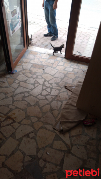 Tekir Kedi, Kedi  4kucuk yavru fotoğrafı