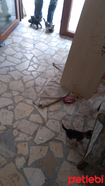 Tekir Kedi, Kedi  4kucuk yavru fotoğrafı