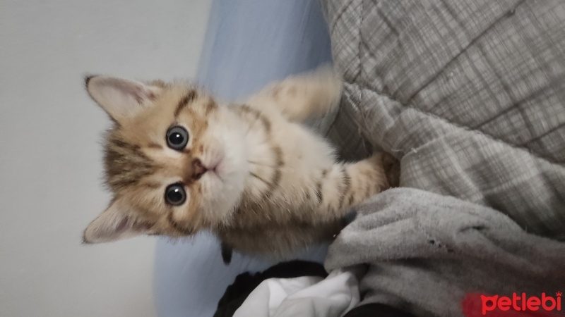 British Shorthair, Kedi  Arya fotoğrafı