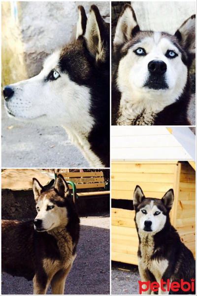 Sibirya Kurdu (Husky), Köpek  Pabloment fotoğrafı