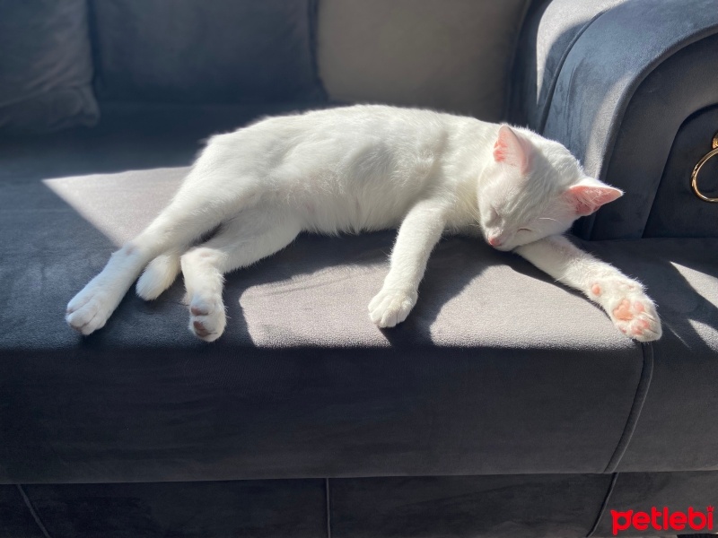 Van Kedisi, Kedi  PiaLatte fotoğrafı