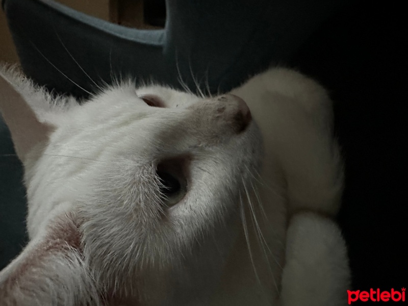 Van Kedisi, Kedi  PiaLatte fotoğrafı