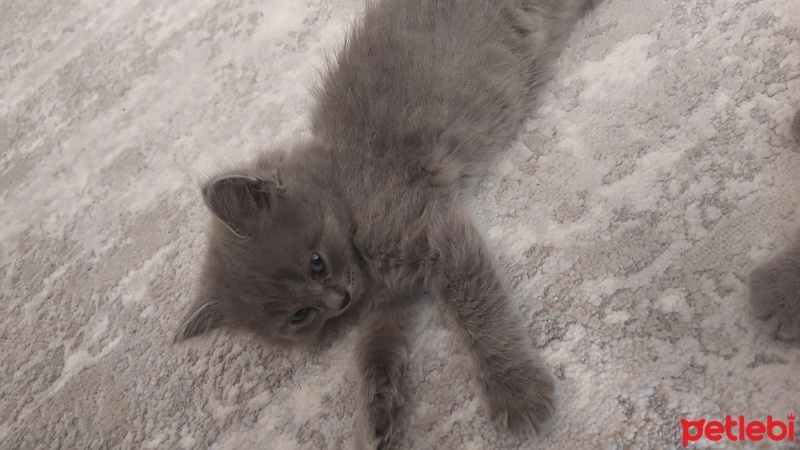 British Shorthair, Kedi  Gümüş fotoğrafı