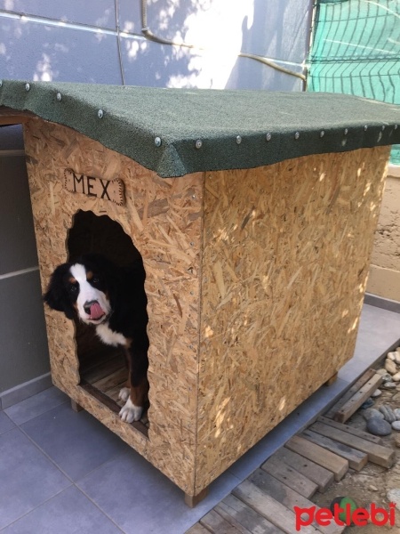 Bernese Dağ Köpeği, Köpek  Mex fotoğrafı