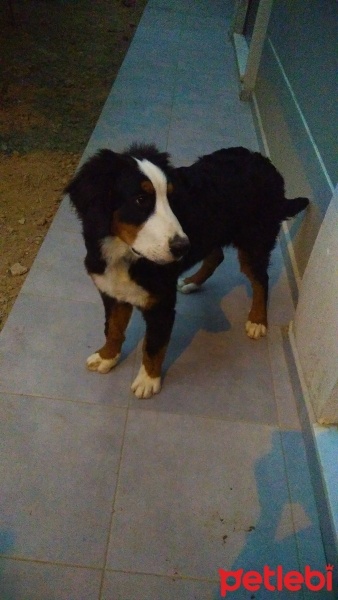 Bernese Dağ Köpeği, Köpek  Mex fotoğrafı