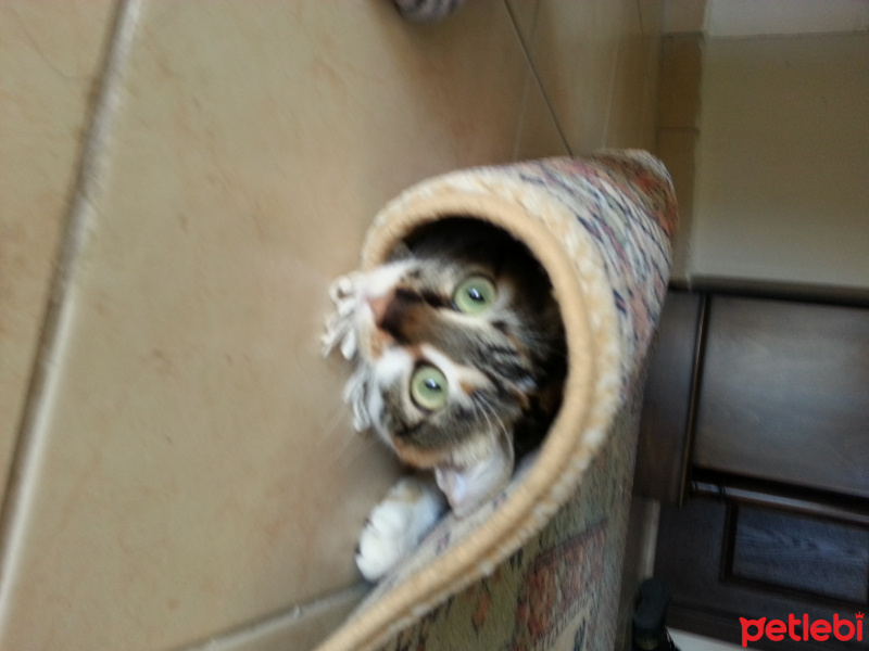 Munchkin, Kedi  Saman fotoğrafı