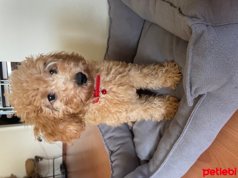 Poodle (Minyatür Kaniş), Köpek  Mocha fotoğrafı