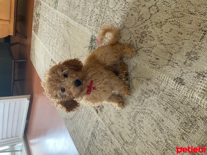 Poodle (Minyatür Kaniş), Köpek  Mocha fotoğrafı