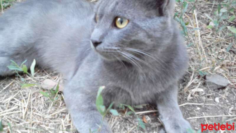 British Shorthair, Kedi  Duman fotoğrafı