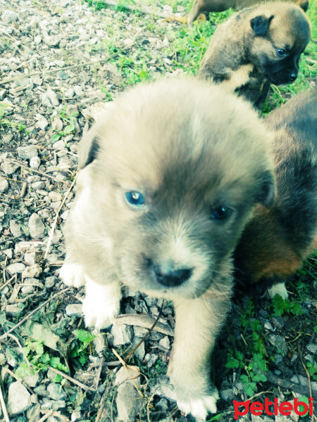 Kangal, Köpek  Çakır fotoğrafı