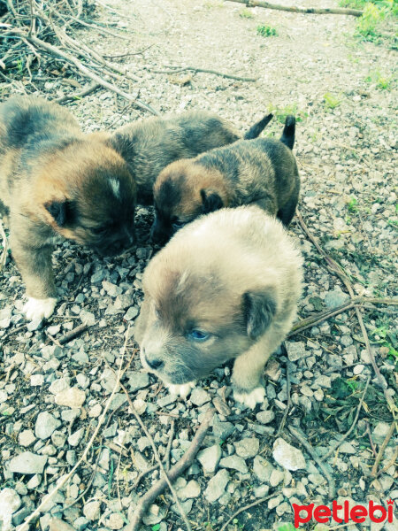 Kangal, Köpek  Çakır fotoğrafı