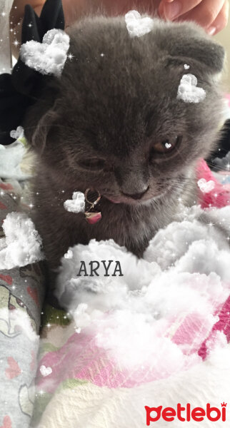 Scottish Fold, Kedi  Arya fotoğrafı