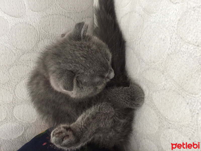 Scottish Fold, Kedi  Arya fotoğrafı