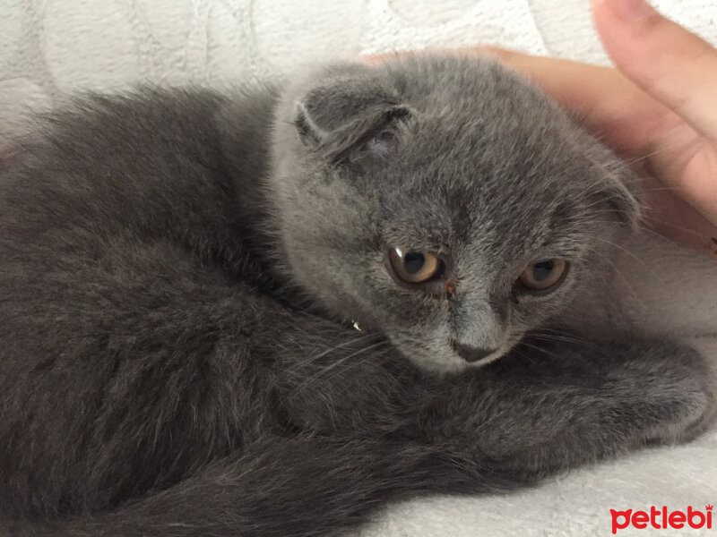 Scottish Fold, Kedi  Arya fotoğrafı