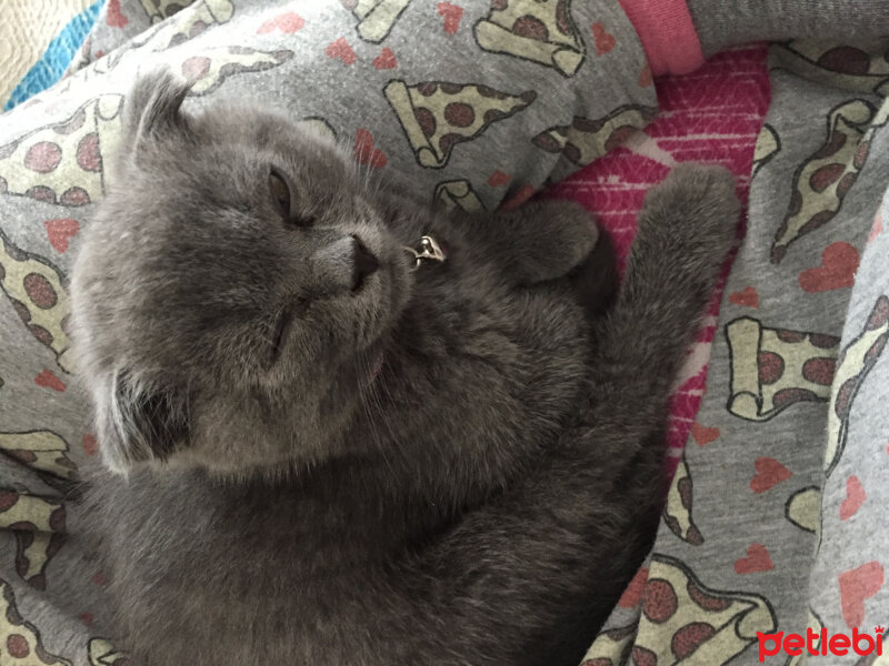 Scottish Fold, Kedi  Arya fotoğrafı