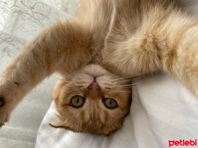 Scottish Fold, Kedi  mia fotoğrafı
