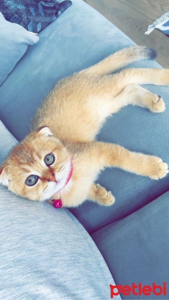 Scottish Fold, Kedi  mia fotoğrafı
