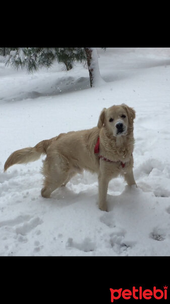 Golden Retriever, Köpek  Kont fotoğrafı