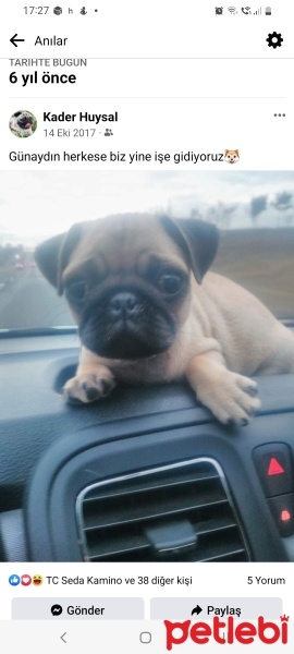 Pug, Köpek  Müdür fotoğrafı