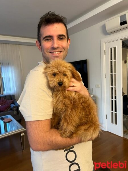 Poodle (Minyatür Kaniş), Köpek  Gofret fotoğrafı